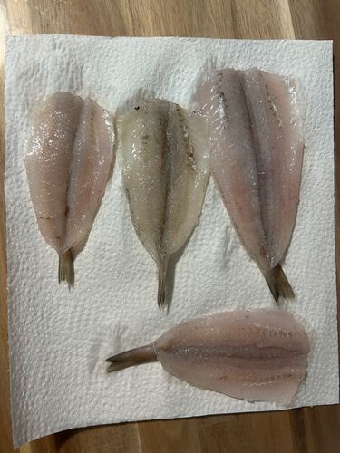 シロギスの釣果