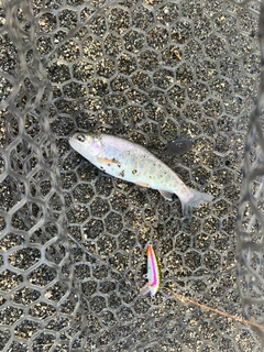 ヤマメの釣果