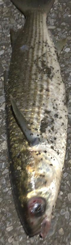 ボラの釣果