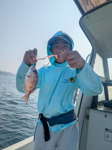 マダイの釣果