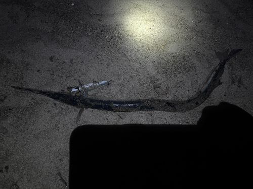 ダツの釣果