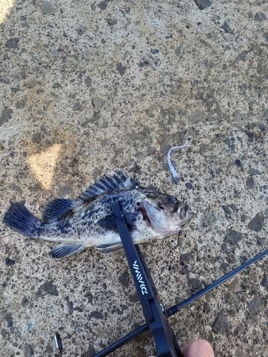 ソイの釣果