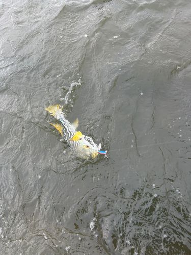 シマフグの釣果