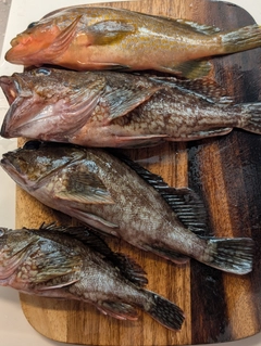 カサゴの釣果