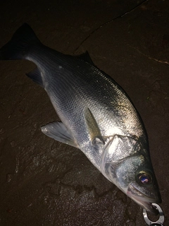 ヒラスズキの釣果