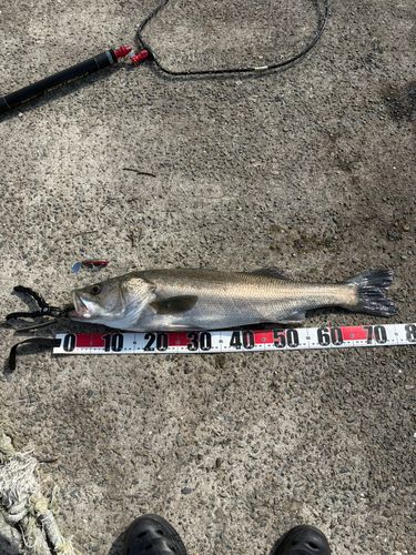 スズキの釣果