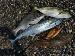 マゴチの釣果