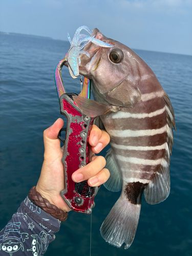 マハタの釣果