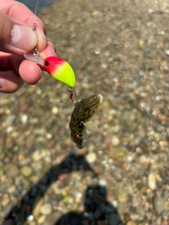 ハゼの釣果