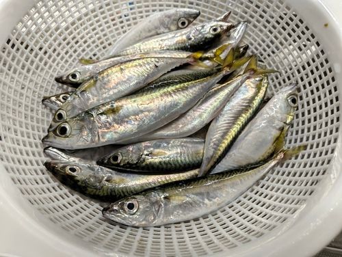 サバの釣果