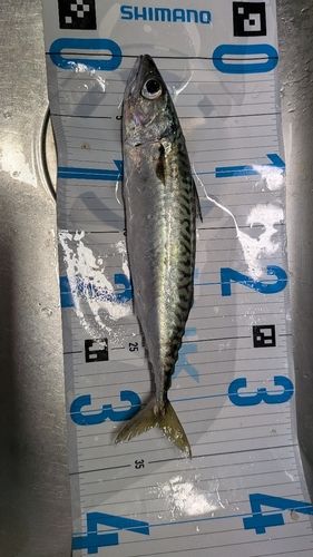 マサバの釣果