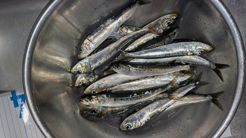 イワシの釣果