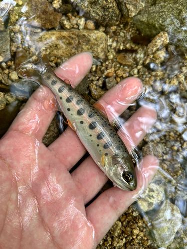 ヤマメの釣果