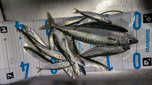 マサバの釣果