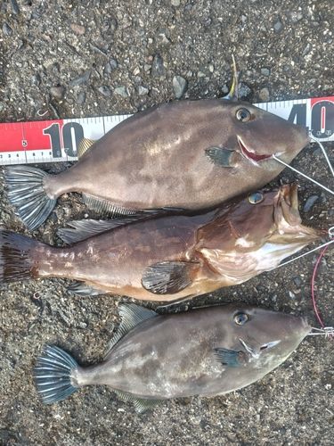 クエの釣果