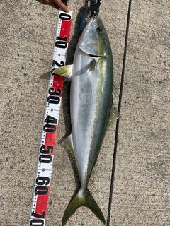 イナダの釣果