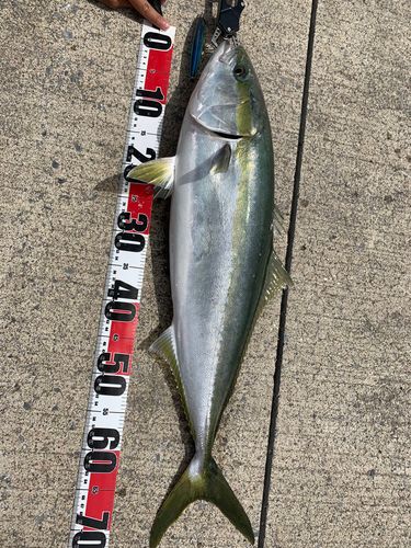 イナダの釣果