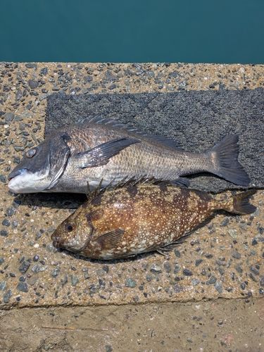 チヌの釣果
