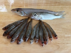 キスの釣果