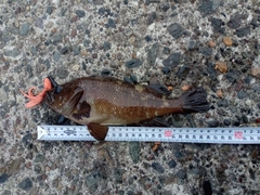 エゾメバルの釣果