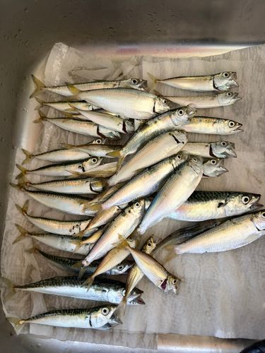 サバの釣果