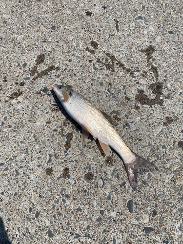 ウグイの釣果