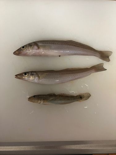 シロギスの釣果