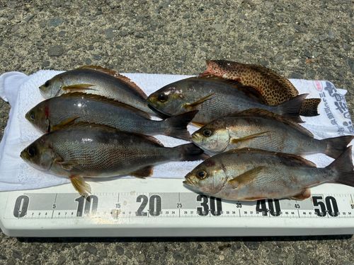 イサキの釣果