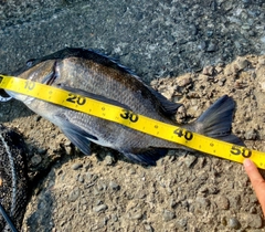クロダイの釣果