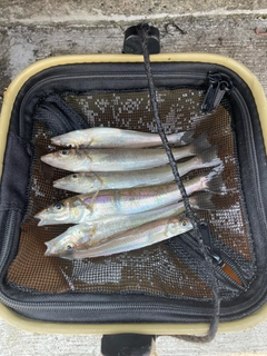 シロギスの釣果