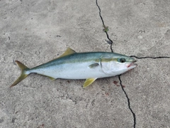 イナダの釣果