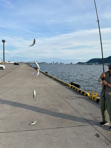 マサバの釣果