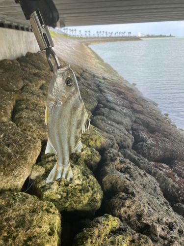 クワガナーの釣果