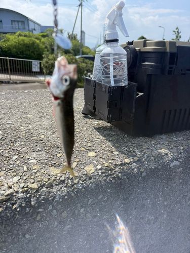 サバの釣果