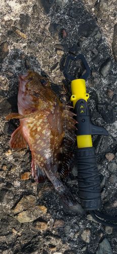 ガシラの釣果