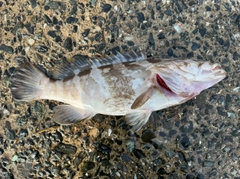 クエの釣果