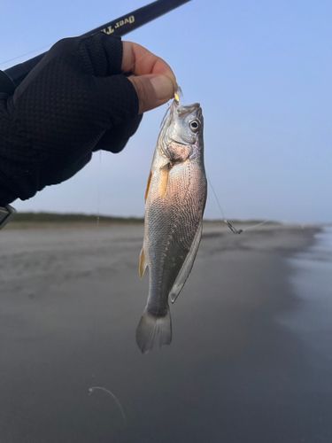 イシモチの釣果