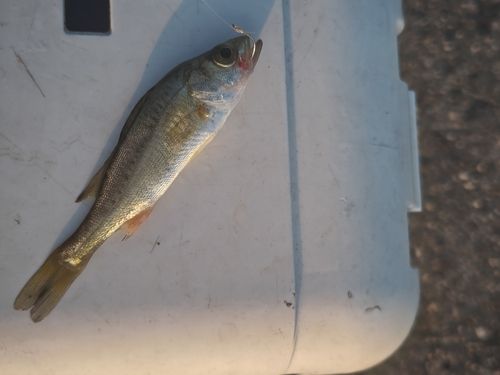 セイゴ（マルスズキ）の釣果