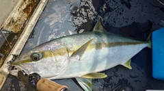 ヒラマサの釣果