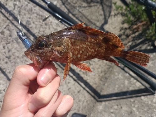 カサゴの釣果