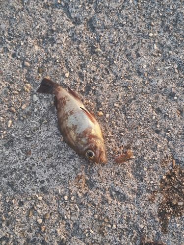 メバルの釣果
