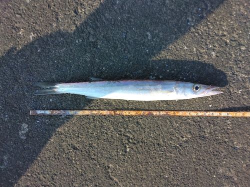ヤマトカマスの釣果