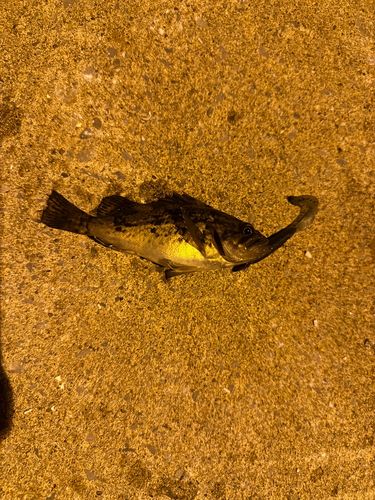 クロソイの釣果