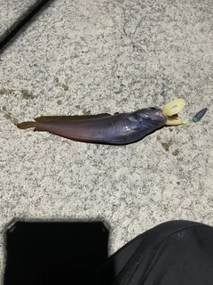 チゴダラの釣果