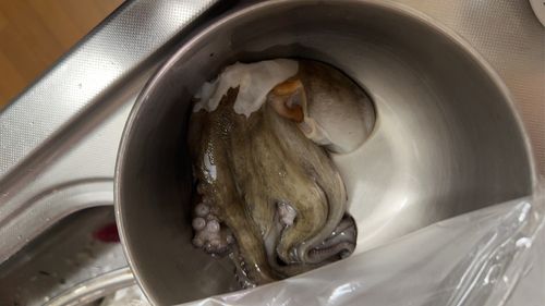 タコの釣果