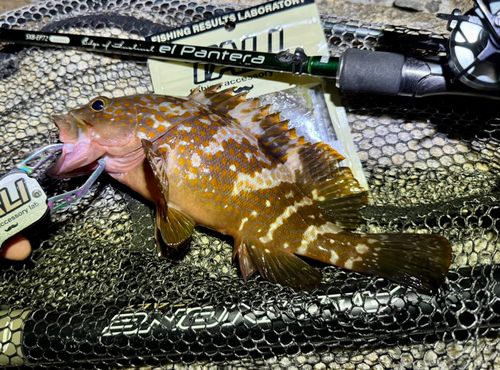 アコウの釣果