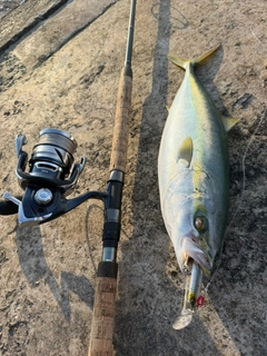 イナダの釣果