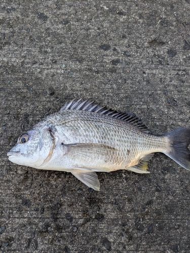 キビレの釣果