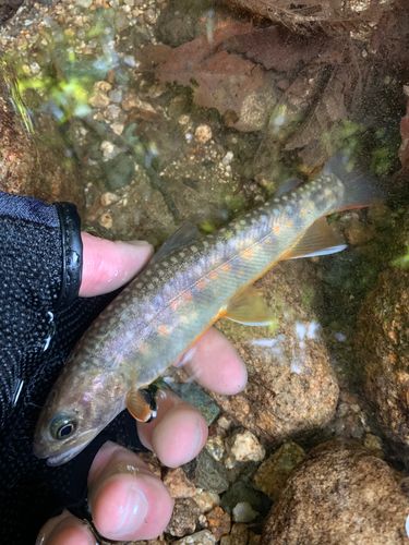 イワナの釣果