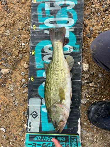 ラージマウスバスの釣果